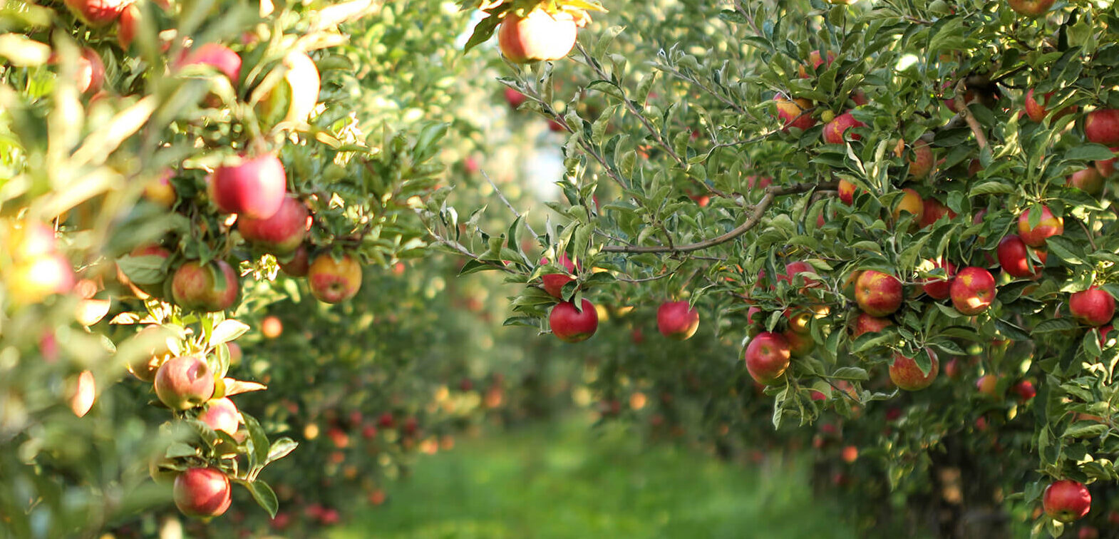 Apples